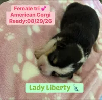 Lady Liberty- American Corgi, a female Cardigan Welsh Corgi and Pembroke Welsh Corgi for sale in Durant, OK – 6 of 7