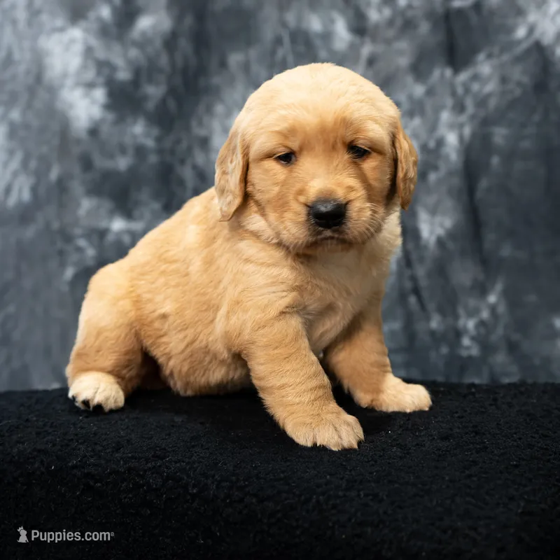 Hazel- AKC dad Health tested  – Golden Retriever puppy for sale in Durant, OK