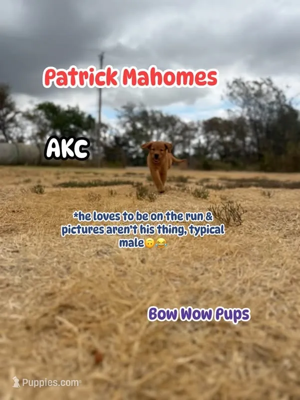Patrick Mahomes- AKC-dad dna tested – Golden Retriever puppy for sale in Durant, OK