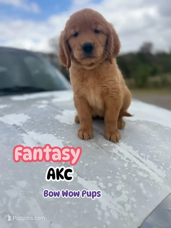 Fantasy- AKC-dad DNA Health tested – Golden Retriever puppy for sale in Durant, OK