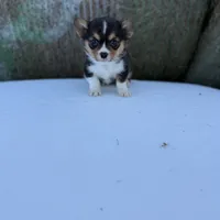 Bugs bunny🐰, a male Cardigan Welsh Corgi and Pembroke Welsh Corgi for sale in Durant, OK – Photo 6 of 10