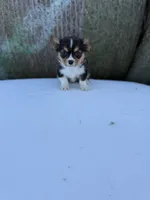 Bugs bunny🐰, a male Cardigan Welsh Corgi and Pembroke Welsh Corgi for sale in Durant, OK – Photo 6 of 10