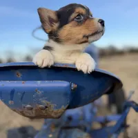Bugs bunny🐰, a male Cardigan Welsh Corgi and Pembroke Welsh Corgi for sale in Durant, OK – Photo 4 of 10