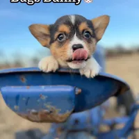 Bugs bunny🐰, a male Cardigan Welsh Corgi and Pembroke Welsh Corgi for sale in Durant, OK – Photo 1 of 10