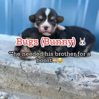 Bugs bunny🐰, a male Cardigan Welsh Corgi and Pembroke Welsh Corgi for sale in Durant, OK – Photo 3 of 10