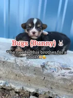 Bugs bunny🐰, a male Cardigan Welsh Corgi and Pembroke Welsh Corgi for sale in Durant, OK – Photo 3 of 10