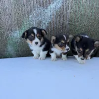 Bugs bunny🐰, a male Cardigan Welsh Corgi and Pembroke Welsh Corgi for sale in Durant, OK – Photo 7 of 10