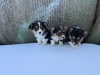 Bugs bunny🐰, a male Cardigan Welsh Corgi and Pembroke Welsh Corgi for sale in Durant, OK – Photo 7 of 10