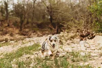 Bugs bunny🐰, a male Cardigan Welsh Corgi and Pembroke Welsh Corgi for sale in Durant, OK – Photo 10 of 10