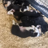 Bugs bunny🐰, a male Cardigan Welsh Corgi and Pembroke Welsh Corgi for sale in Durant, OK – Photo 8 of 10