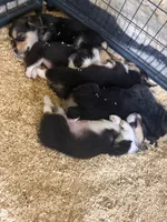 Bugs bunny🐰, a male Cardigan Welsh Corgi and Pembroke Welsh Corgi for sale in Durant, OK – Photo 8 of 10