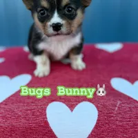 Bugs bunny🐰, a male Cardigan Welsh Corgi and Pembroke Welsh Corgi for sale in Durant, OK – Photo 5 of 10