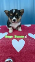 Bugs bunny🐰, a male Cardigan Welsh Corgi and Pembroke Welsh Corgi for sale in Durant, OK – Photo 5 of 10