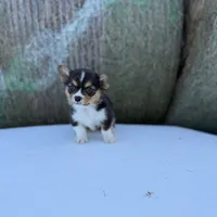 Bugs bunny🐰, a male Cardigan Welsh Corgi and Pembroke Welsh Corgi for sale in Durant, OK – Photo 2 of 10