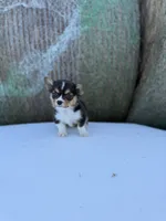 Bugs bunny🐰, a male Cardigan Welsh Corgi and Pembroke Welsh Corgi for sale in Durant, OK – Photo 2 of 10