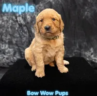 Maple- AKC- - Dad embark tested, a female Golden Retriever for sale in Durant, OK – 1 of 9