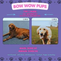 Almanzo-CKC, a male Golden Retriever for sale in Durant, OK – 2 of 2