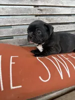 Big Bertha- AKC, a female French Bulldog for sale in Durant, OK – 5 of 10