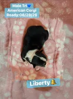 Liberty- American Corgi, a male Cardigan Welsh Corgi and Pembroke Welsh Corgi for sale in Durant, OK – 6 of 7