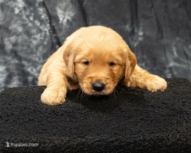 Caramel- AKC dad embark health – Golden Retriever puppy for sale in Durant, OK
