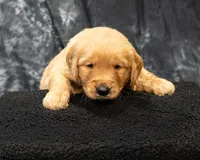 Caramel- AKC dad embark health, a male Golden Retriever for sale in Durant, OK – 1 of 4