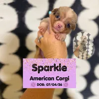 ✨Sparkle✨, a female Cardigan Welsh Corgi and Pembroke Welsh Corgi for sale in Durant, OK – 5 of 10