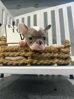 Annabelle- AKC , a female French Bulldog for sale in Durant, OK – 4 of 7