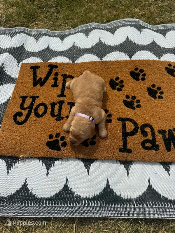 Mocha – Golden Retriever puppy for sale in Durant, OK