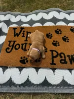 Mocha, a female Golden Retriever for sale in Durant, OK – 1 of 4