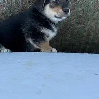 Porky- American Corgi, a male Pembroke Welsh Corgi for sale in Durant, OK – Photo 5 of 10