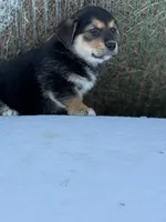 Porky- American Corgi, a male Pembroke Welsh Corgi for sale in Durant, OK – Photo 5 of 10