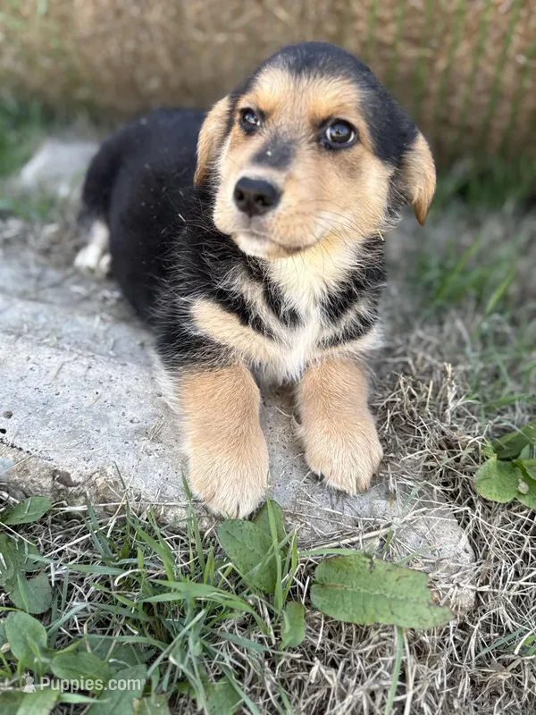 Porky- American Corgi