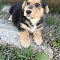 Porky- American Corgi, a male Pembroke Welsh Corgi for sale in Durant, OK – Photo 1 of 10