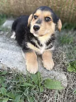 Porky- American Corgi, a male Pembroke Welsh Corgi for sale in Durant, OK – Photo 1 of 10