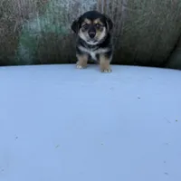 Porky- American Corgi, a male Pembroke Welsh Corgi for sale in Durant, OK – Photo 7 of 10