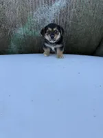 Porky- American Corgi, a male Pembroke Welsh Corgi for sale in Durant, OK – Photo 7 of 10