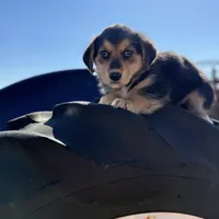 Porky- American Corgi, a male Pembroke Welsh Corgi for sale in Durant, OK – Photo 3 of 10