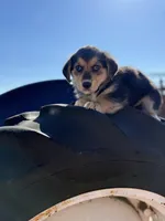 Porky- American Corgi, a male Pembroke Welsh Corgi for sale in Durant, OK – Photo 3 of 10