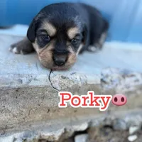 Porky- American Corgi, a male Pembroke Welsh Corgi for sale in Durant, OK – Photo 6 of 10