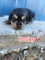 Porky- American Corgi, a male Pembroke Welsh Corgi for sale in Durant, OK – Photo 6 of 10