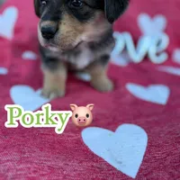 Porky- American Corgi, a male Pembroke Welsh Corgi for sale in Durant, OK – Photo 8 of 10