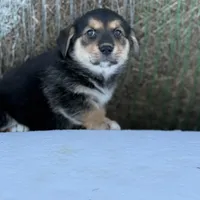 Porky- American Corgi, a male Pembroke Welsh Corgi for sale in Durant, OK – Photo 2 of 10