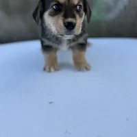 Porky- American Corgi, a male Pembroke Welsh Corgi for sale in Durant, OK – Photo 4 of 10