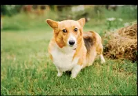 ✨Sparkle✨, a female Cardigan Welsh Corgi and Pembroke Welsh Corgi for sale in Durant, OK – 2 of 5