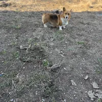 Tazz🌪️, a male Cardigan Welsh Corgi and Pembroke Welsh Corgi for sale in Durant, OK – Photo 9 of 10