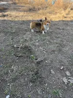 Tazz🌪️, a male Cardigan Welsh Corgi and Pembroke Welsh Corgi for sale in Durant, OK – Photo 9 of 9