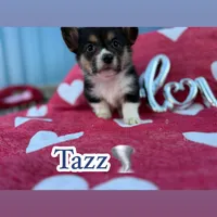Tazz🌪️, a male Cardigan Welsh Corgi and Pembroke Welsh Corgi for sale in Durant, OK – Photo 8 of 10