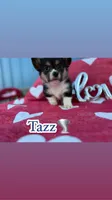 Tazz🌪️, a male Cardigan Welsh Corgi and Pembroke Welsh Corgi for sale in Durant, OK – Photo 4 of 9