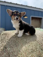 Tazz🌪️, a male Cardigan Welsh Corgi and Pembroke Welsh Corgi for sale in Durant, OK – Photo 5 of 10