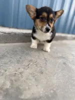 Tazz🌪️, a male Cardigan Welsh Corgi and Pembroke Welsh Corgi for sale in Durant, OK – Photo 3 of 10